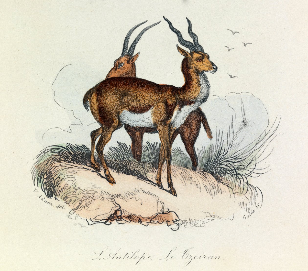 Illustration from the book 