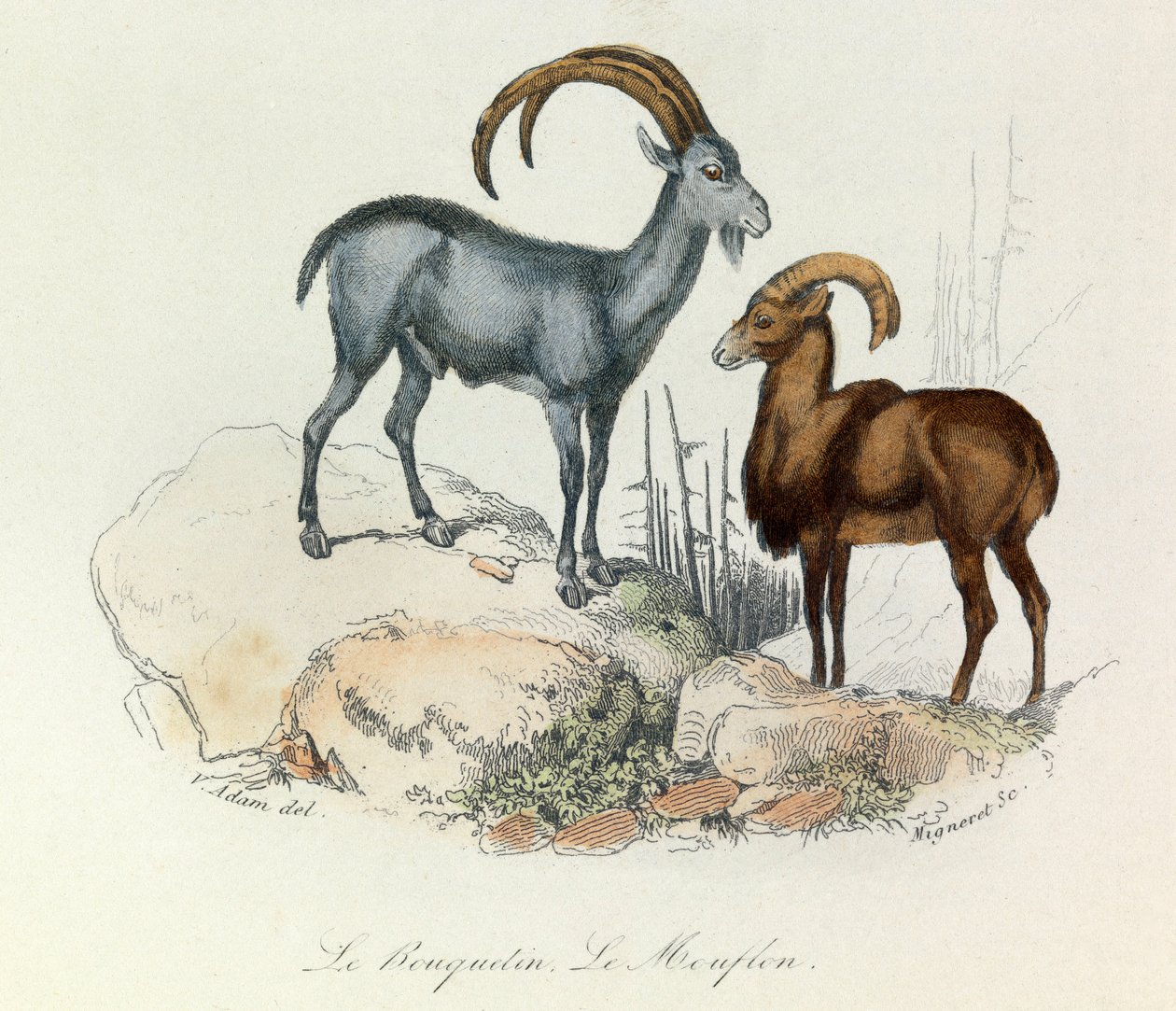 Illustration from the Book 