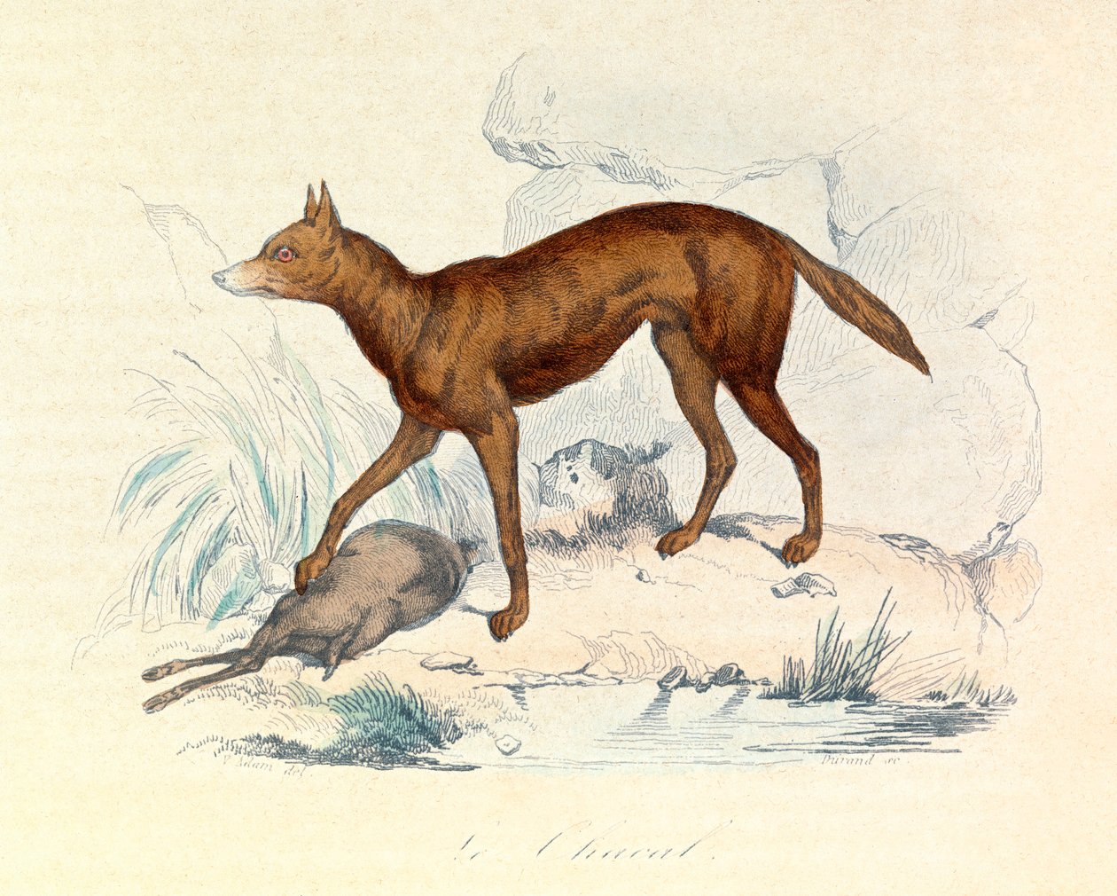Illustration from the book 