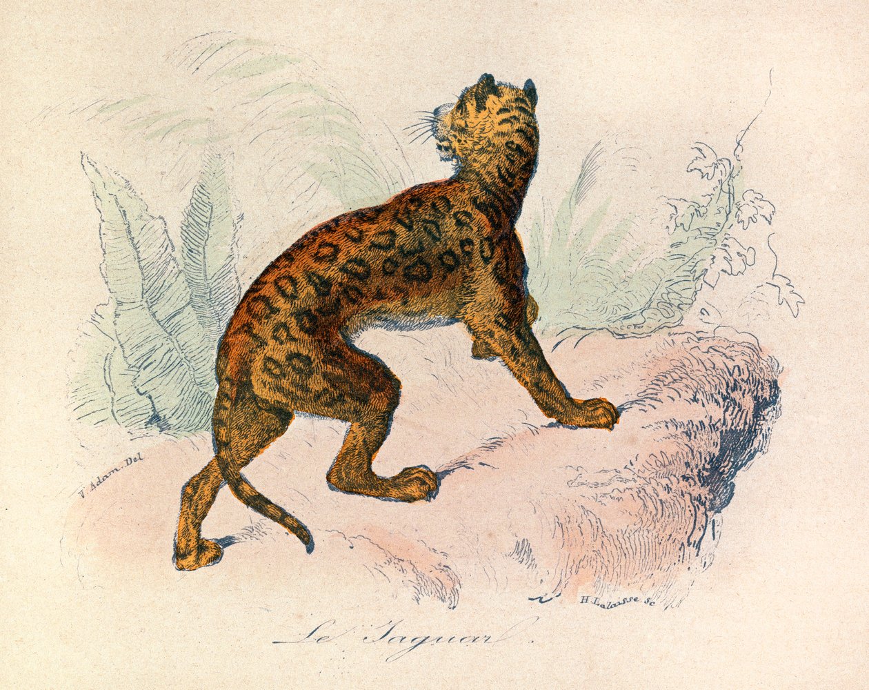 Illustration from the Book 