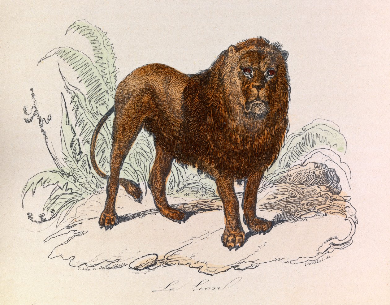 Illustration from the book 