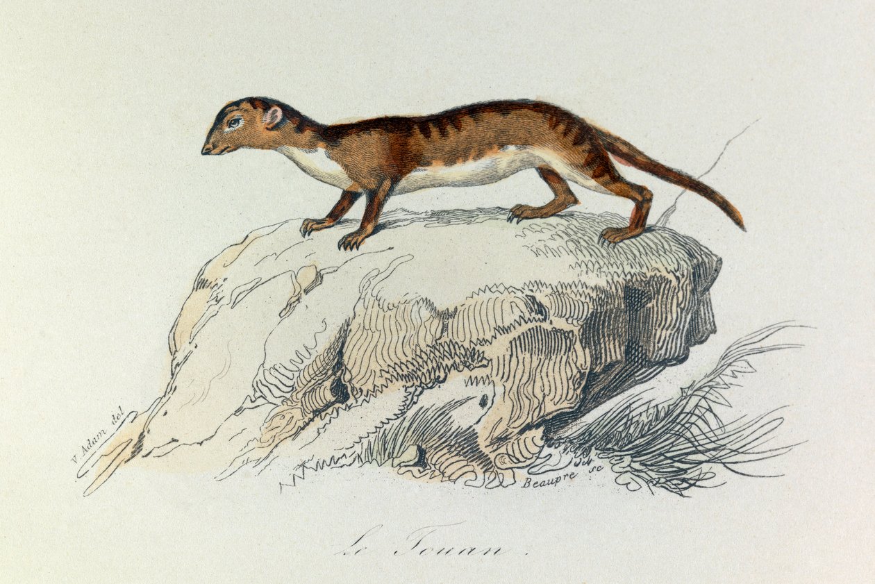Illustration from the book 