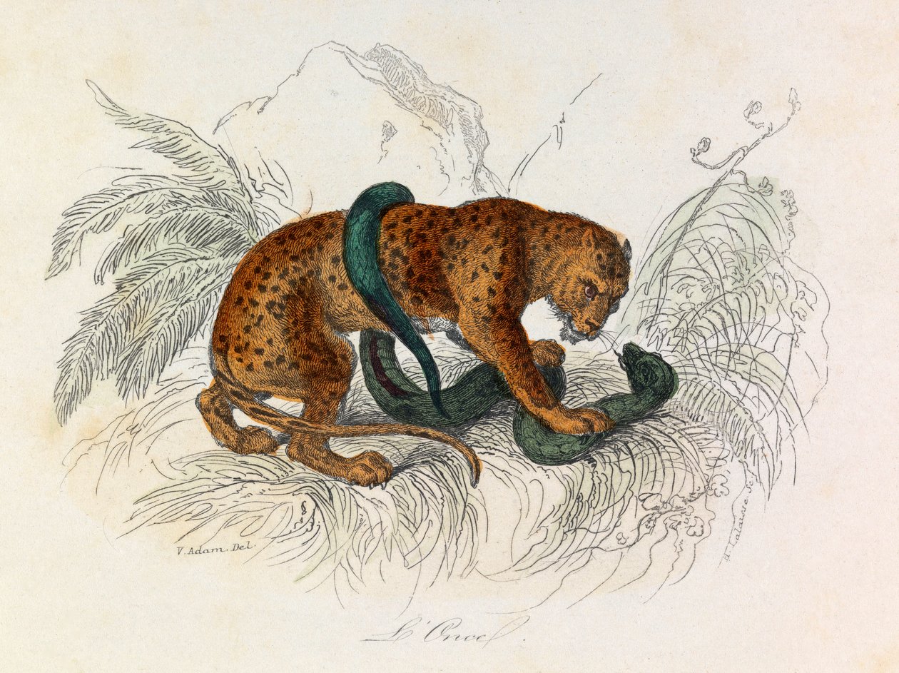 Illustration from the book 
