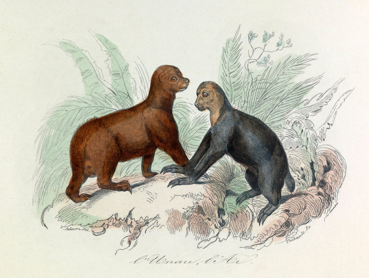 Illustration from the Book 