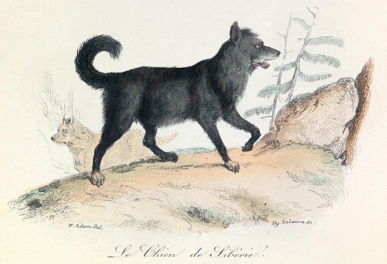 Illustration from the Book 