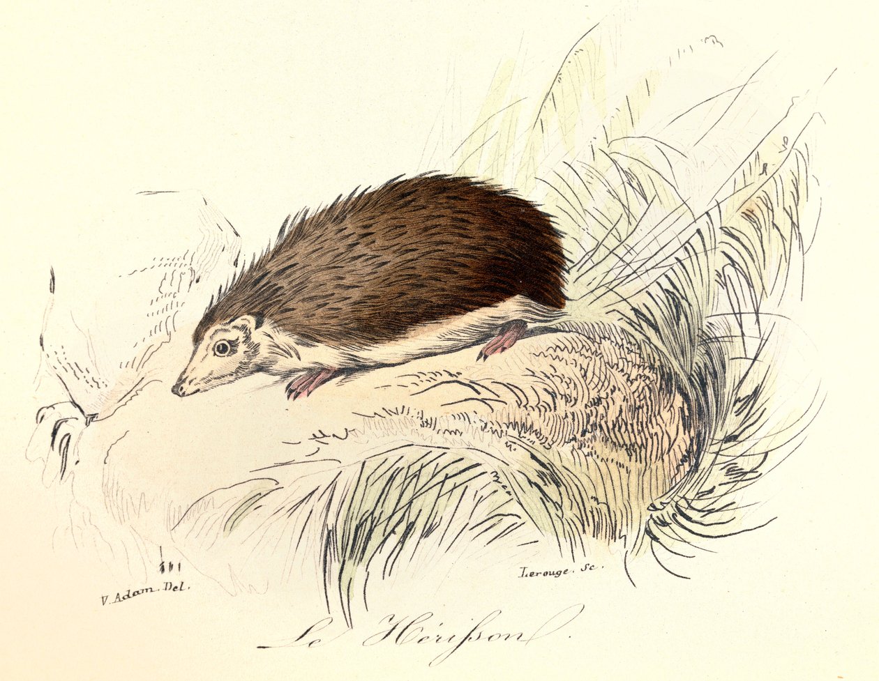 Illustration from the Book 'Complete Works of Buffon': The Animals: The ...