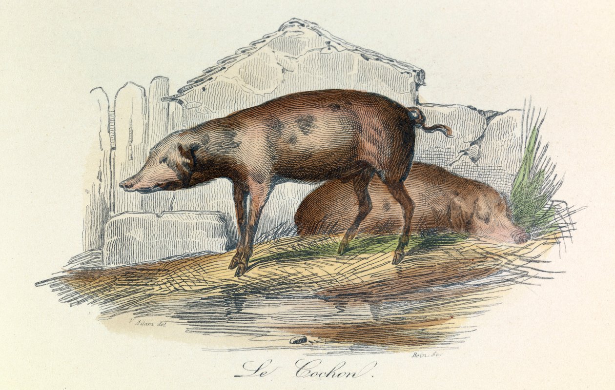 Illustration from the Book 'Complete Works of Buffon': The Animals: The ...