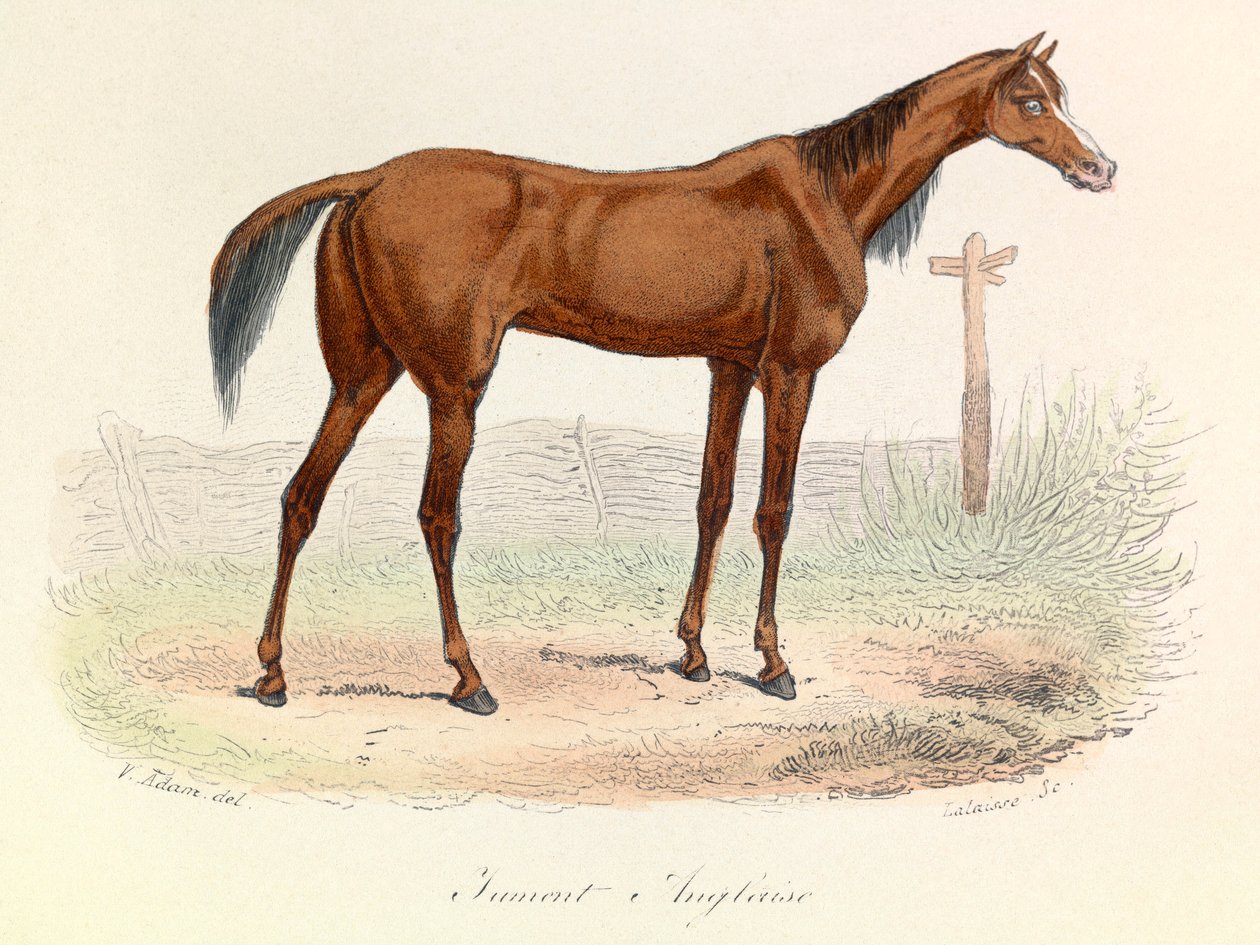 Illustration from the Book 