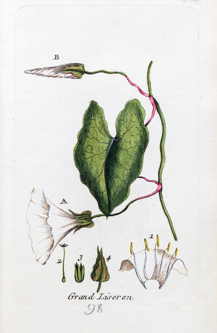 Large Bindweed by Unknown artist
