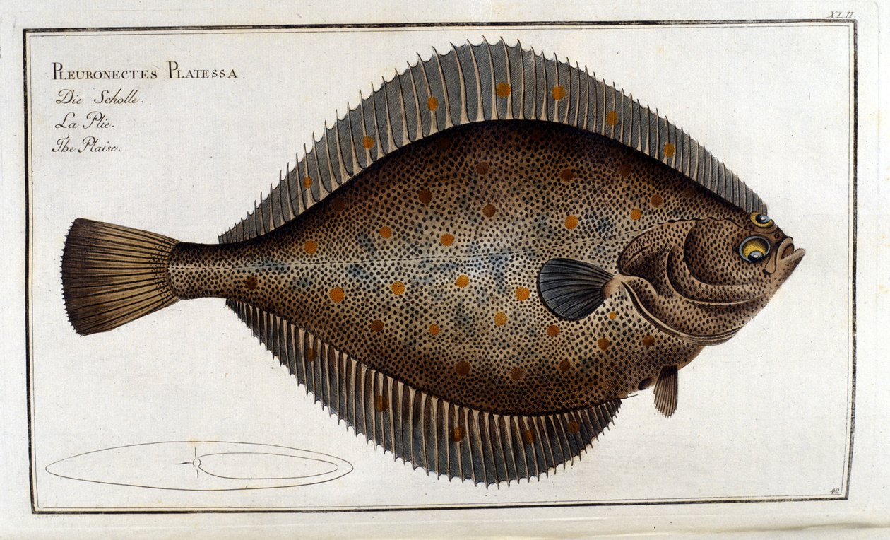The turbot or Pleuronectes Platessa after Marc Elieser Bloch Ichtyologie Paris - Berlin - London 1787 by Unknown artist