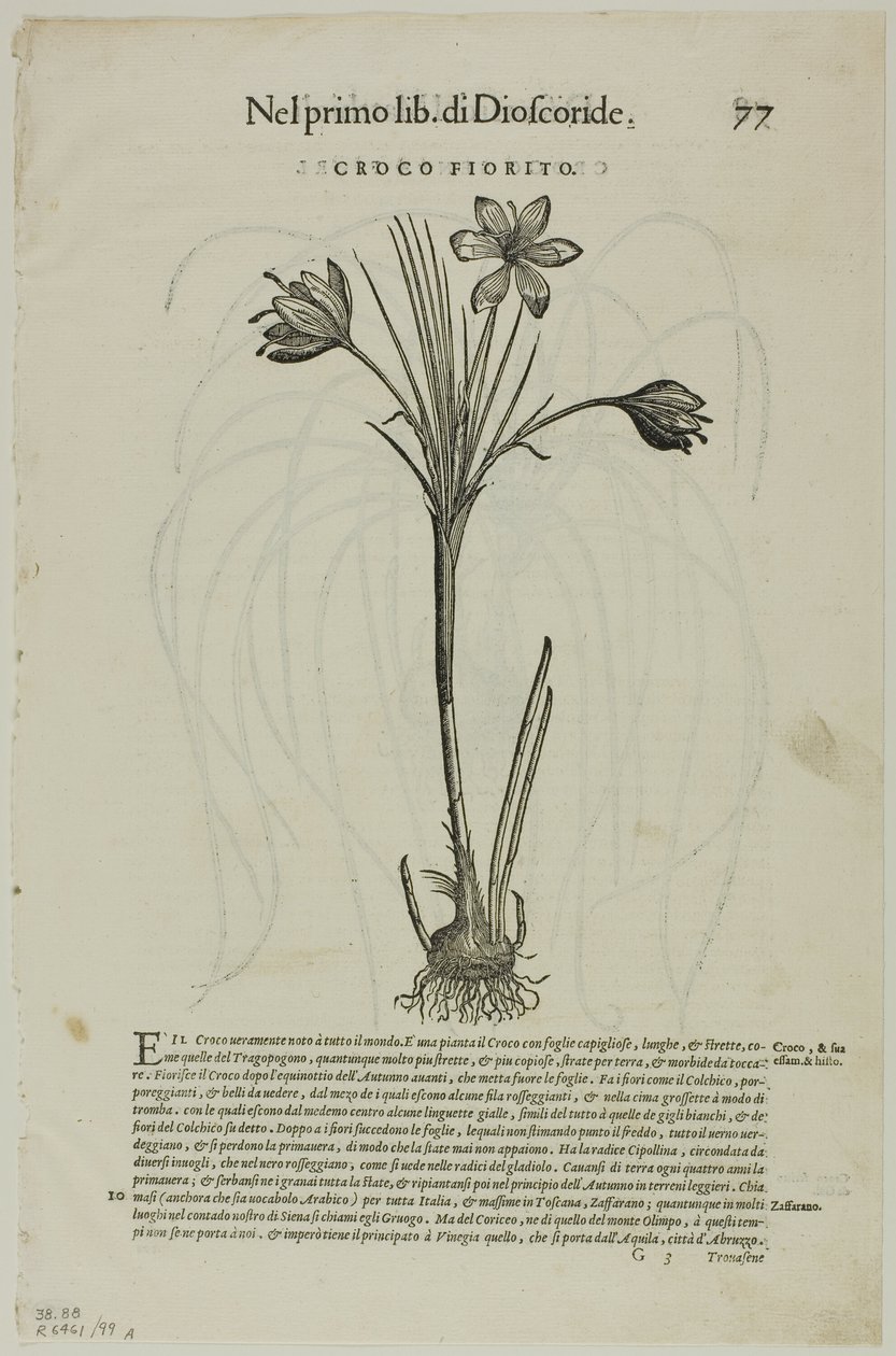 Leaf from Discorsi by Petrus Andreas Matthiolus, Plate 99 from Woodcuts from Books of the XVI Century by Unknown artist