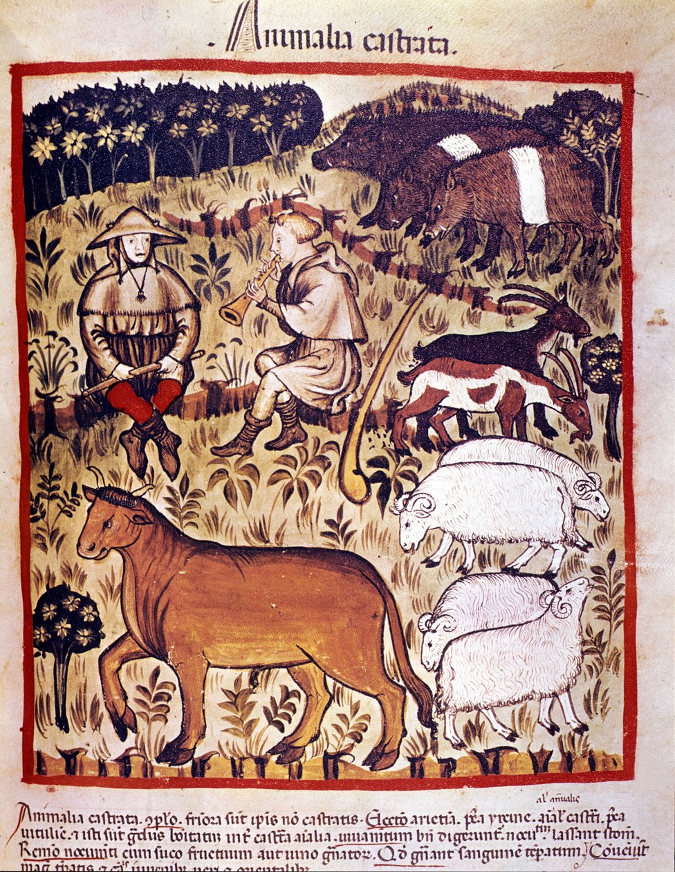Livestock, sheep, goats and pigs. Illumination from 