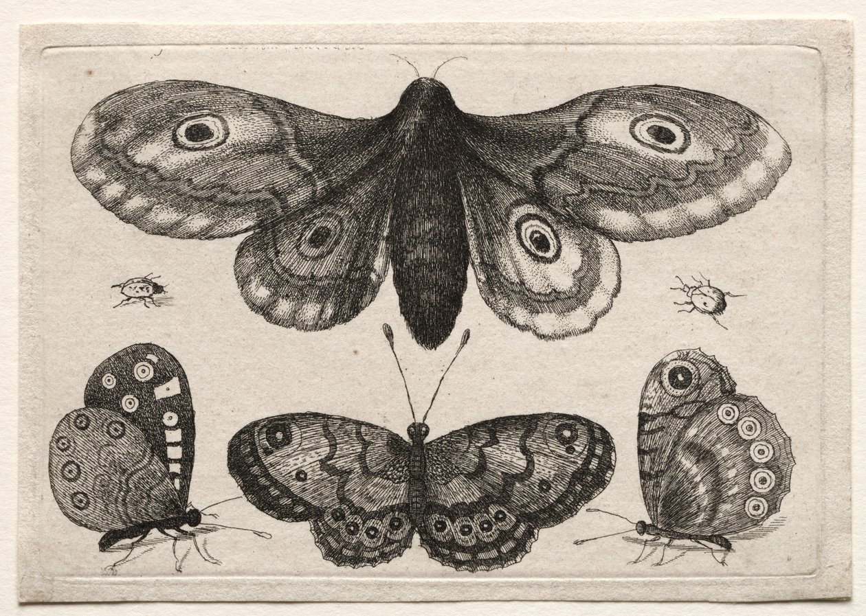 Muscarum Scarabeorum, Vermiumque Variae Figure & Formae: A Moth, Three Butterflies and Two Beetles by Unknown artist
