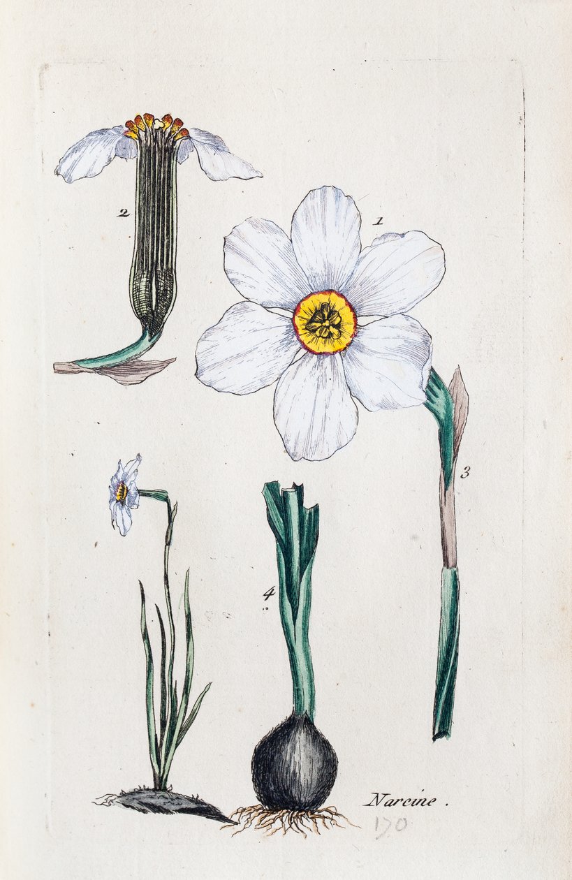 Narcissus by Unknown artist