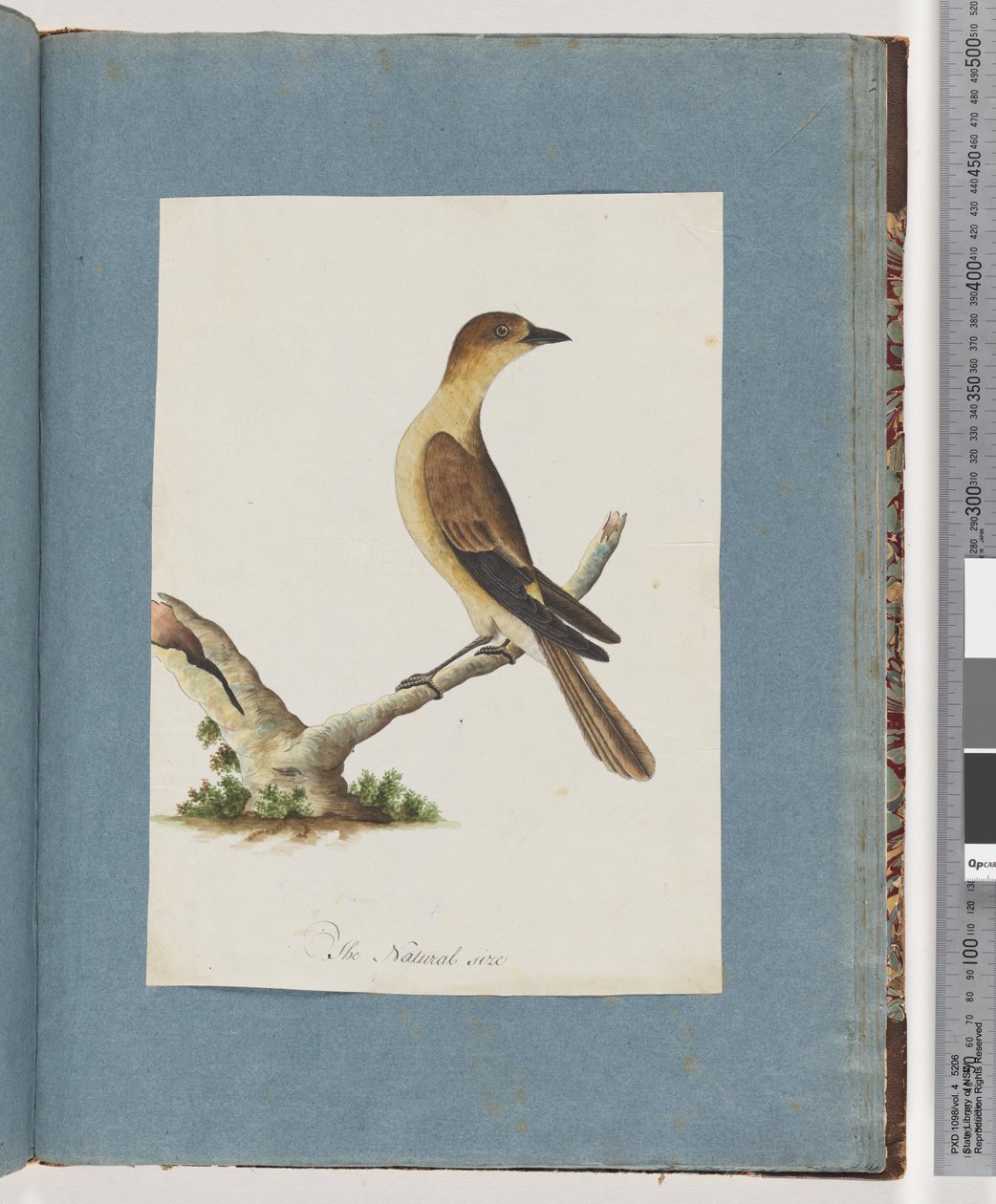 Page 109. Unidentified Bird by Unknown artist