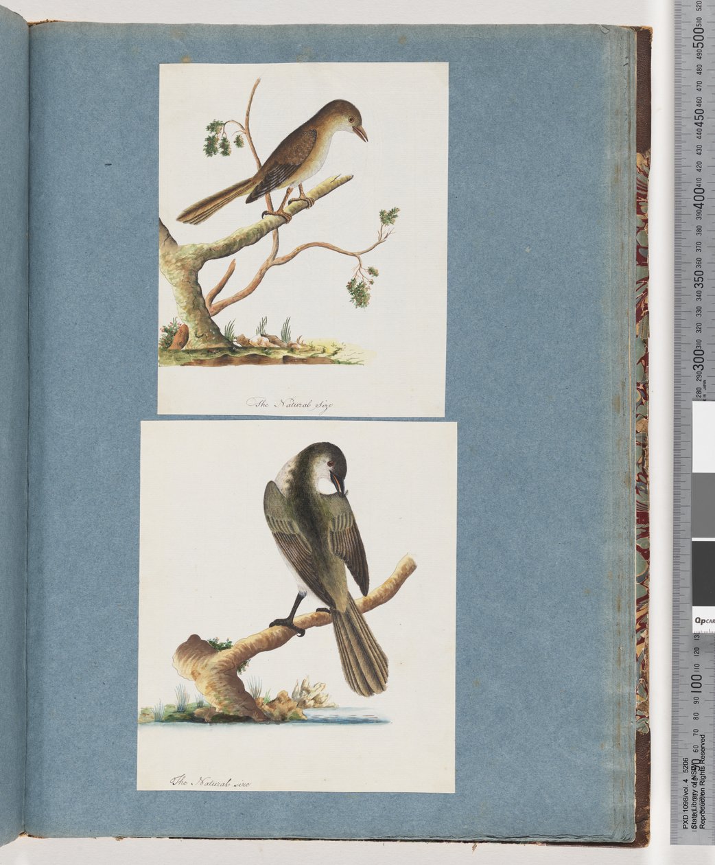 Unidentified Bird by Unknown artist
