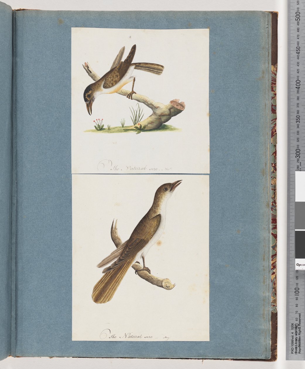 Page 117. Unidentified Bird. 118. Unidentified Bird by Unknown artist