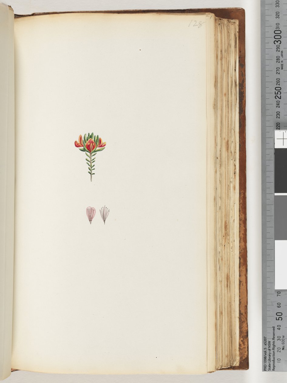 Page 128. Unidentified Plant by Unknown artist