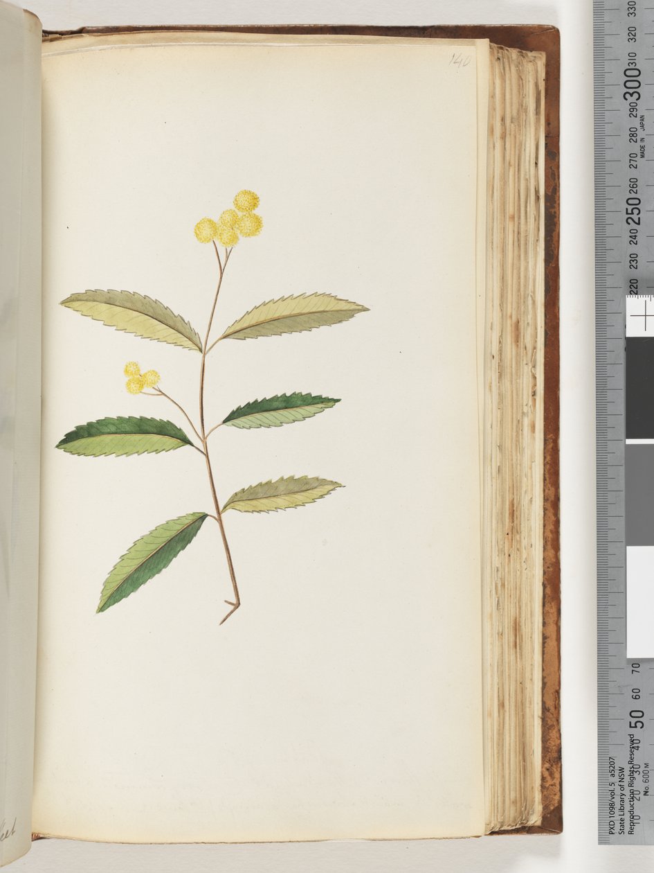 Page 140. Unidentified Flower, October 1794 by Unknown artist