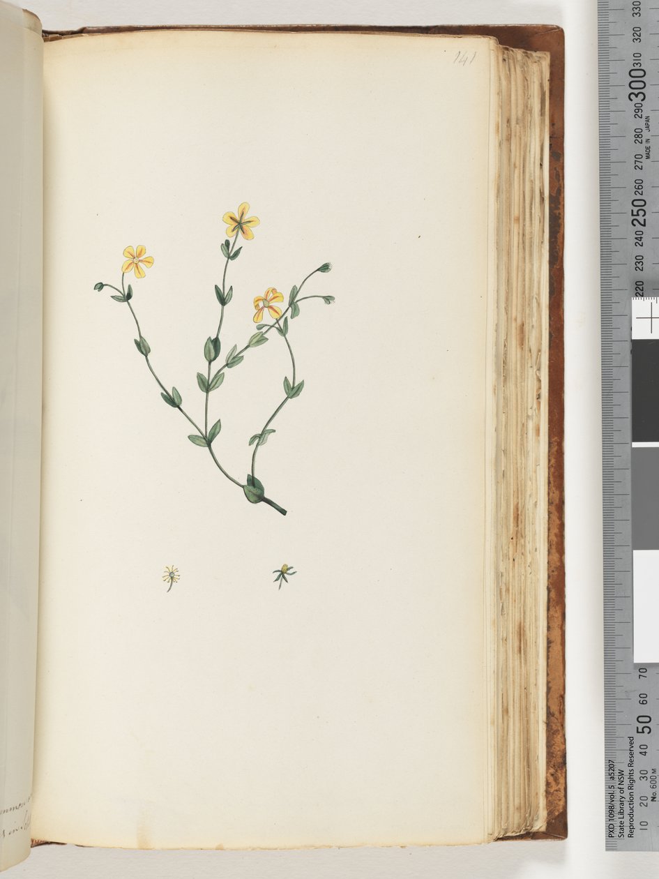 Page 141. Unidentified Plant by Unknown artist