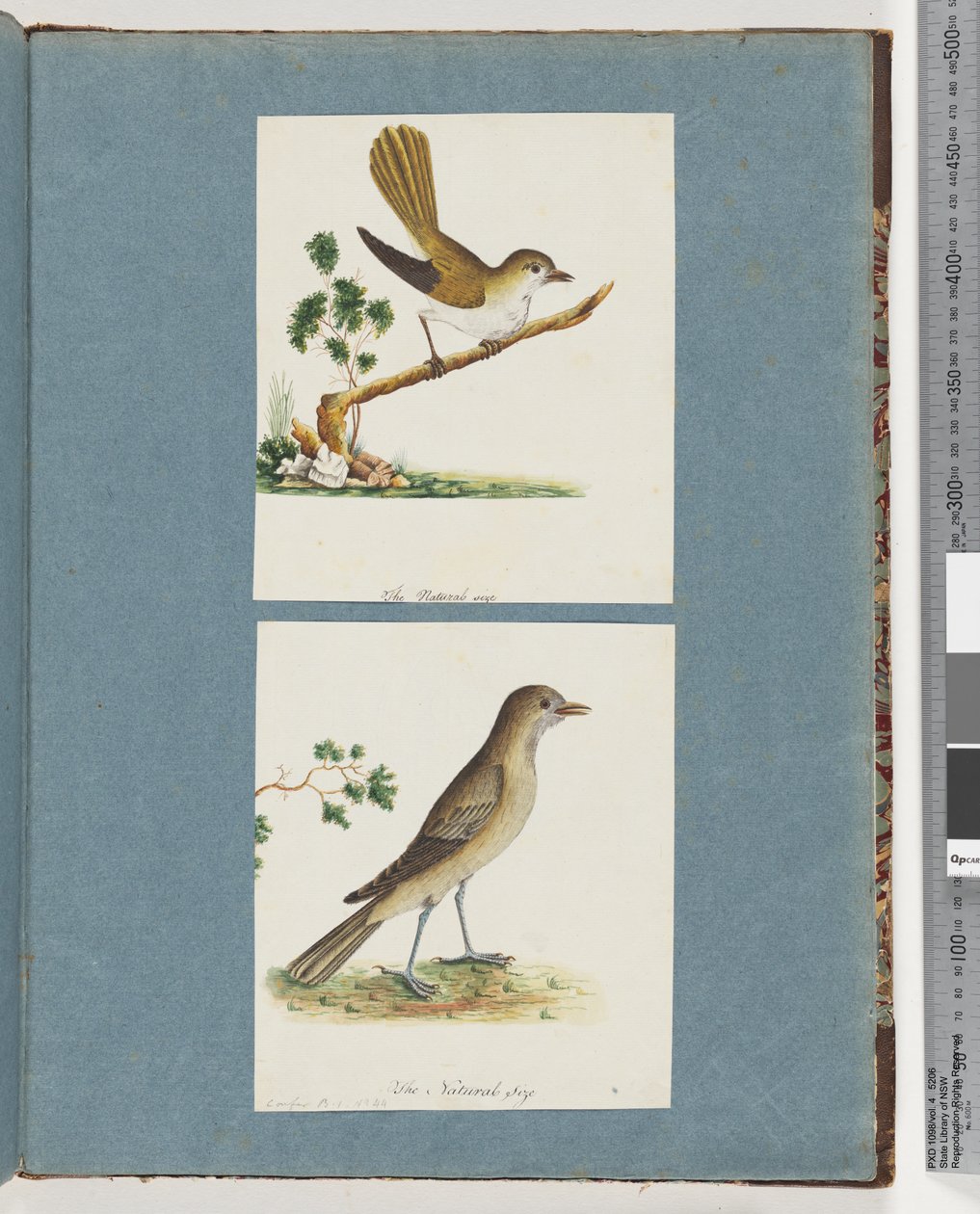 Page 142. Unidentified Bird. 143. Unidentified Bird by Unknown artist