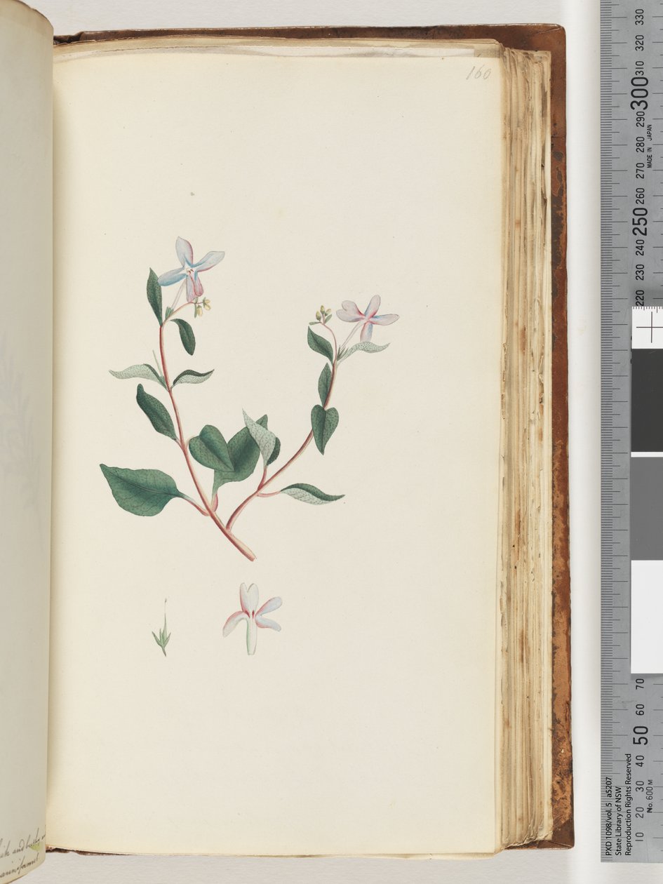 Unidentified plant by Unknown artist