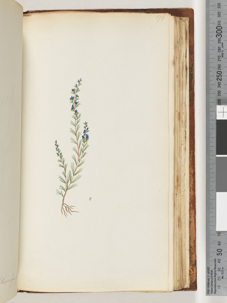 Page 176. Unidentified plant by Unknown artist