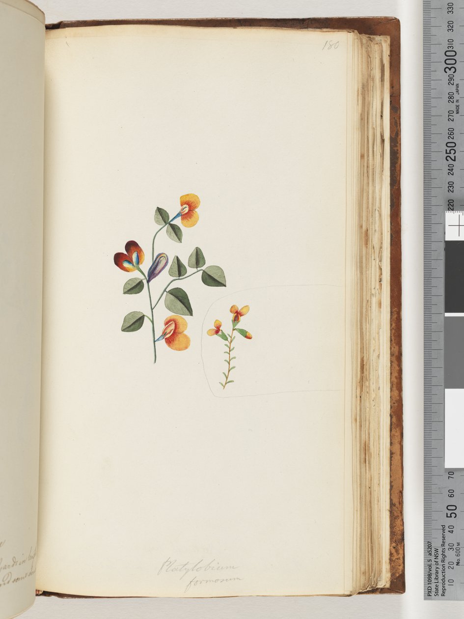 Page 180. Platylobium Formosum, Handsome Flat-pea by Unknown artist