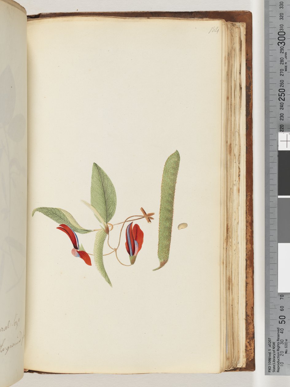 Page 184. Creepers or Woodbines by Unknown artist