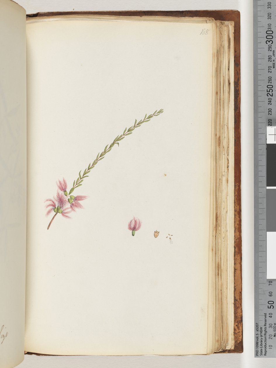 Page 188. Unidentified plant by Unknown artist