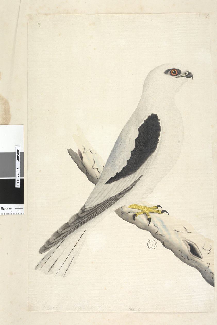 Falco, sighted in August. Black-shouldered Kite, 1791-92 by Unknown artist