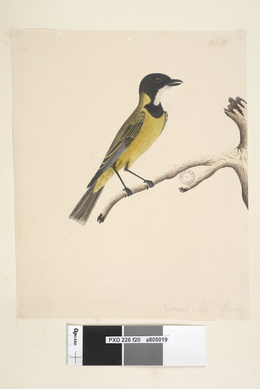 Golden Whistler by Unknown artist