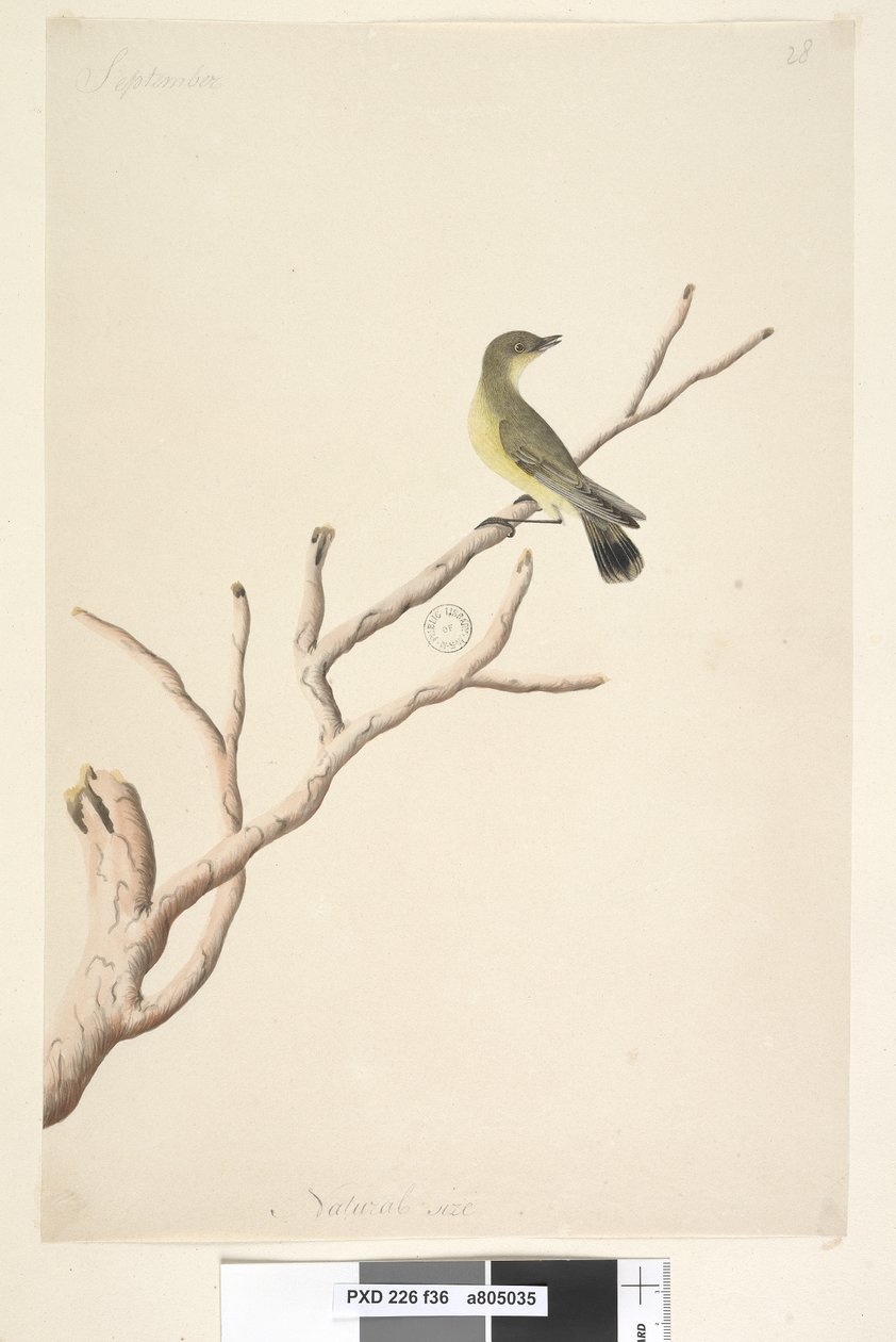 Natural Size Yellow Thornbill by Unknown artist