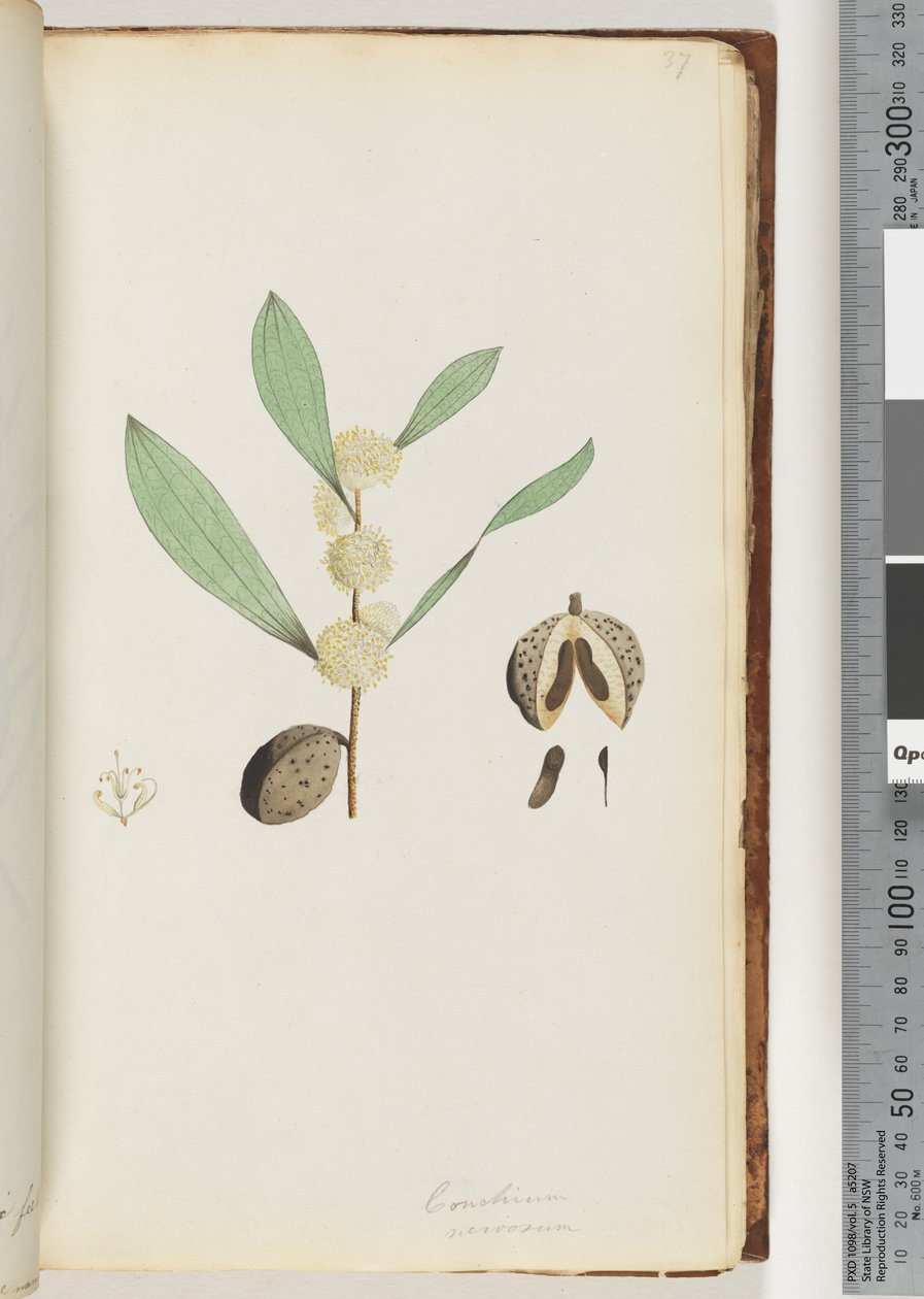 Conchium Nervosum by Unknown artist