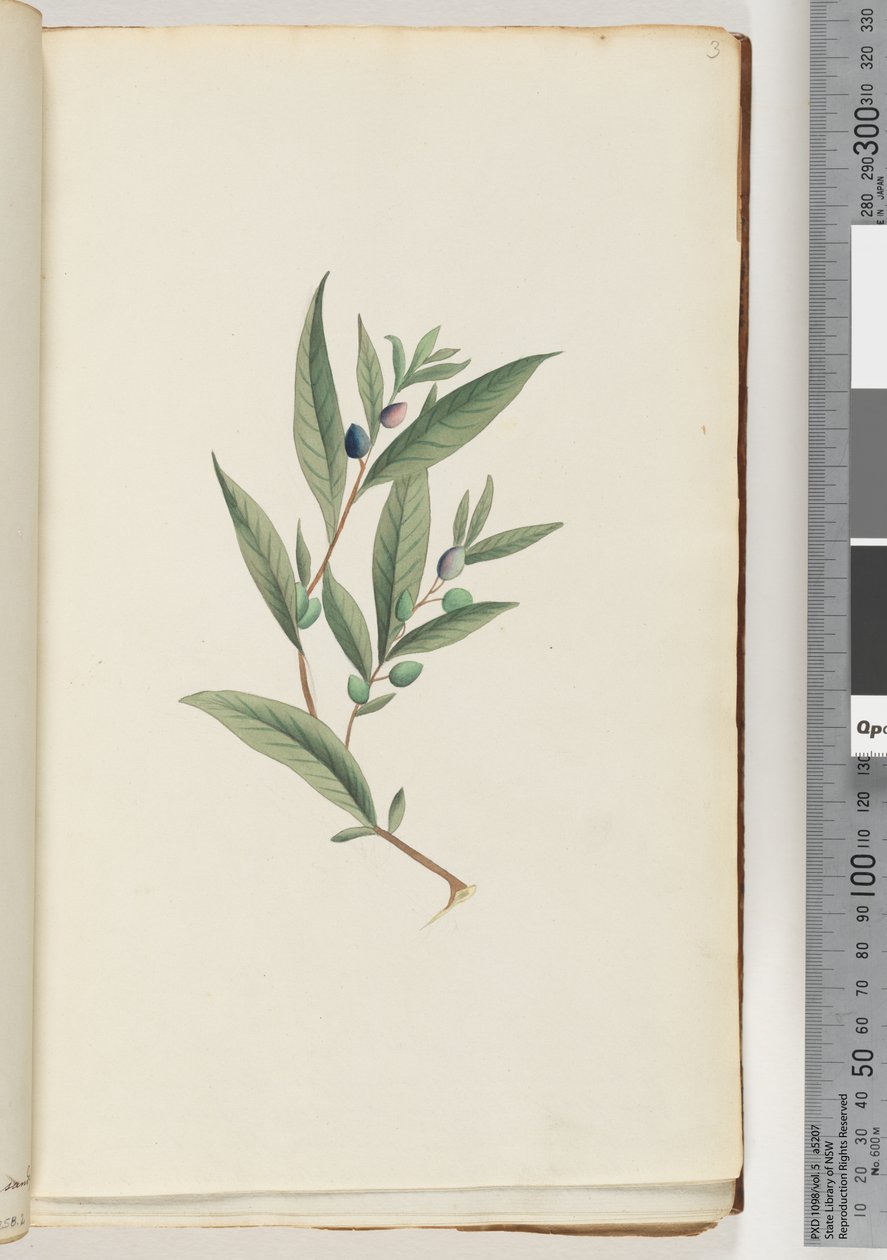 Page 3. Unidentified plant by Unknown artist