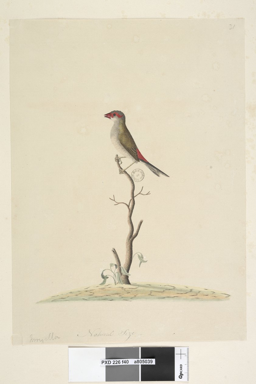 Red-Browed Finch by Unknown artist