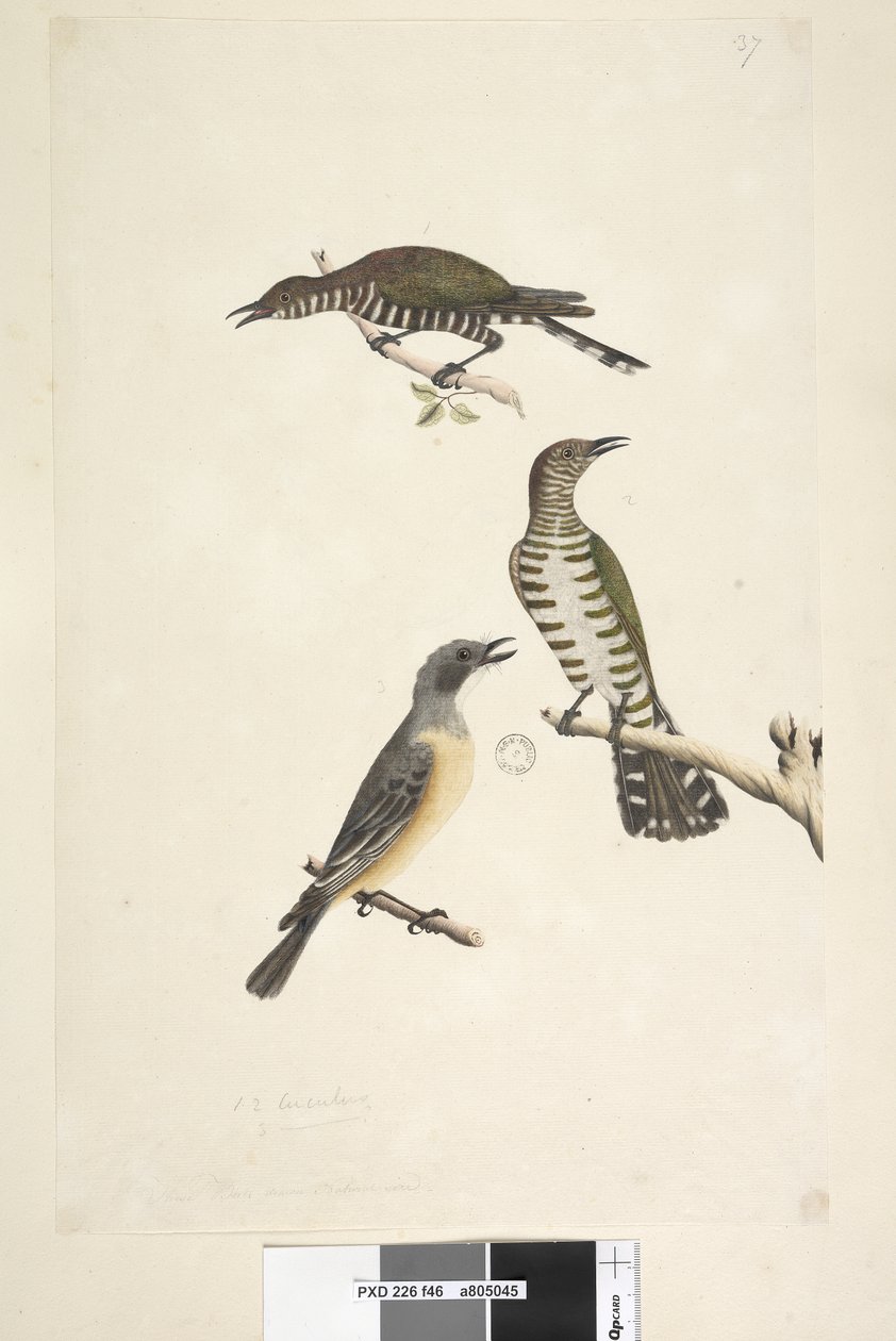 Golden Bronze Cuckoos and Rufous Whistler, 1791-92 by Unknown artist