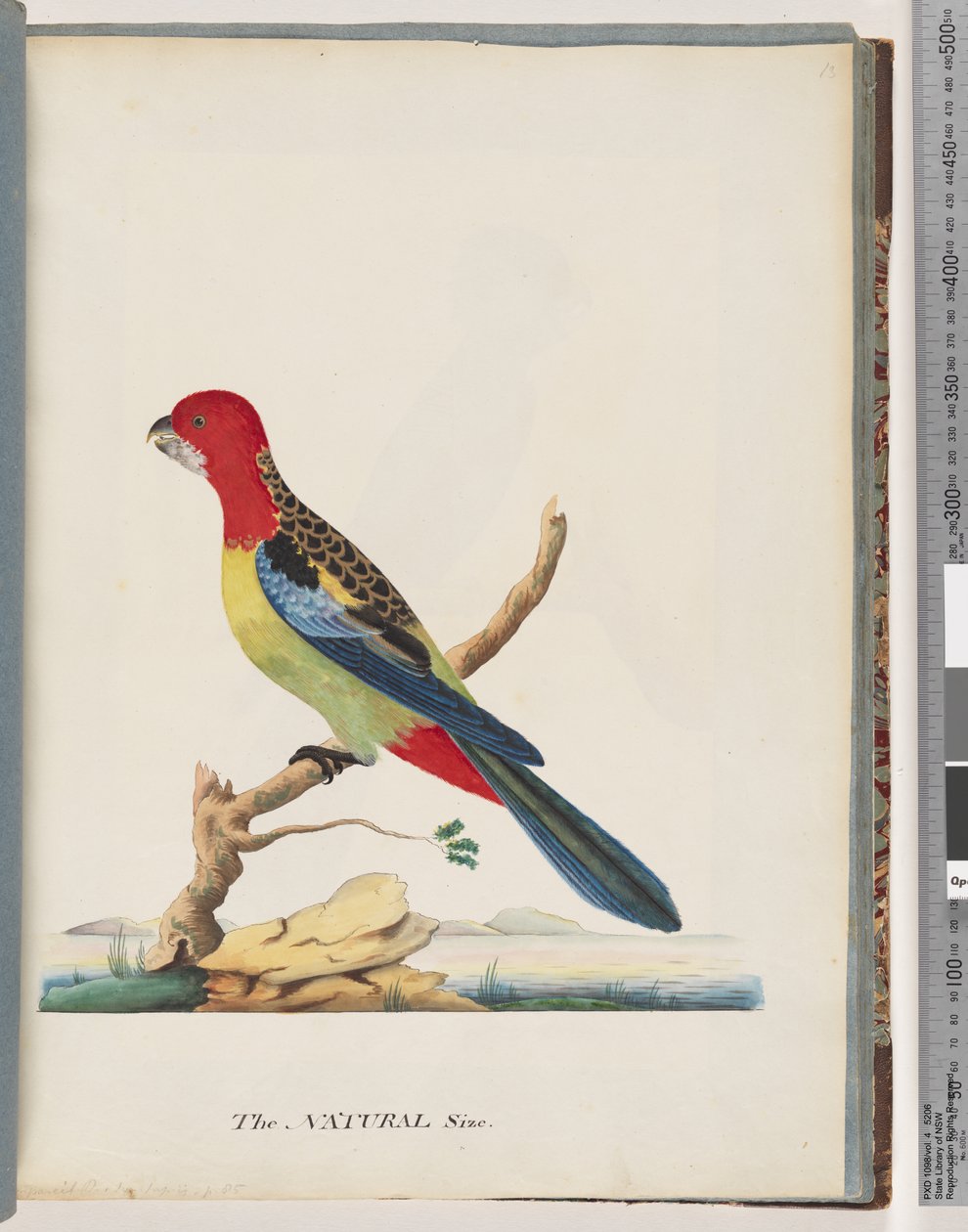 Eastern Rosella by Unknown artist