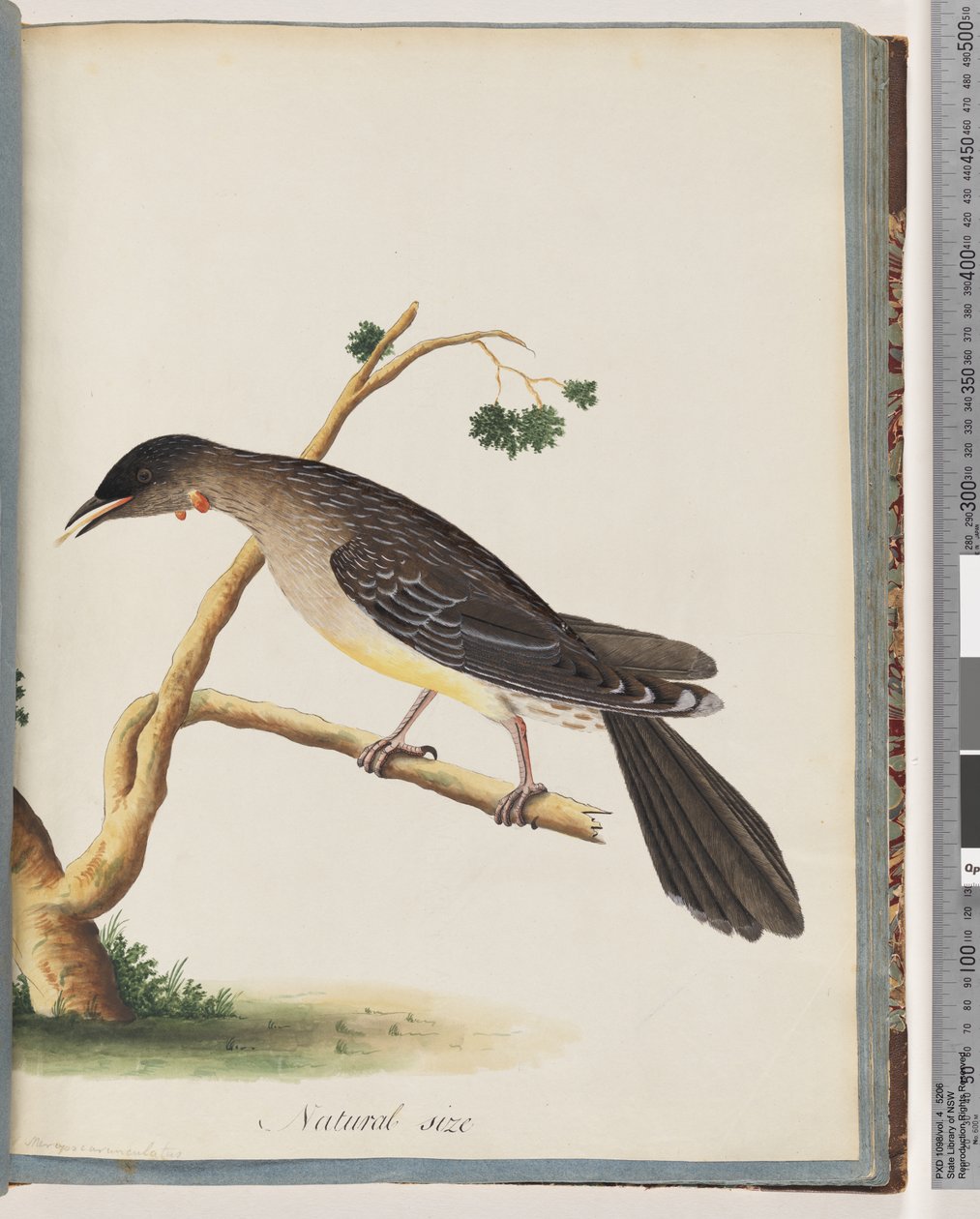 Red Wattlebird by Unknown artist
