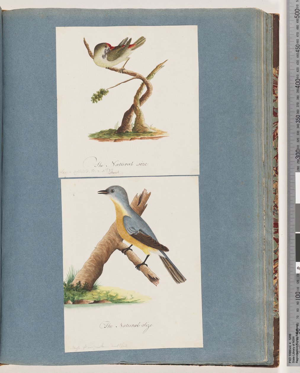 Page 62. Red-browed Finch. Loxia astrild. 63. Unidentified Bird. Muscicapa flavigastra by Unknown artist