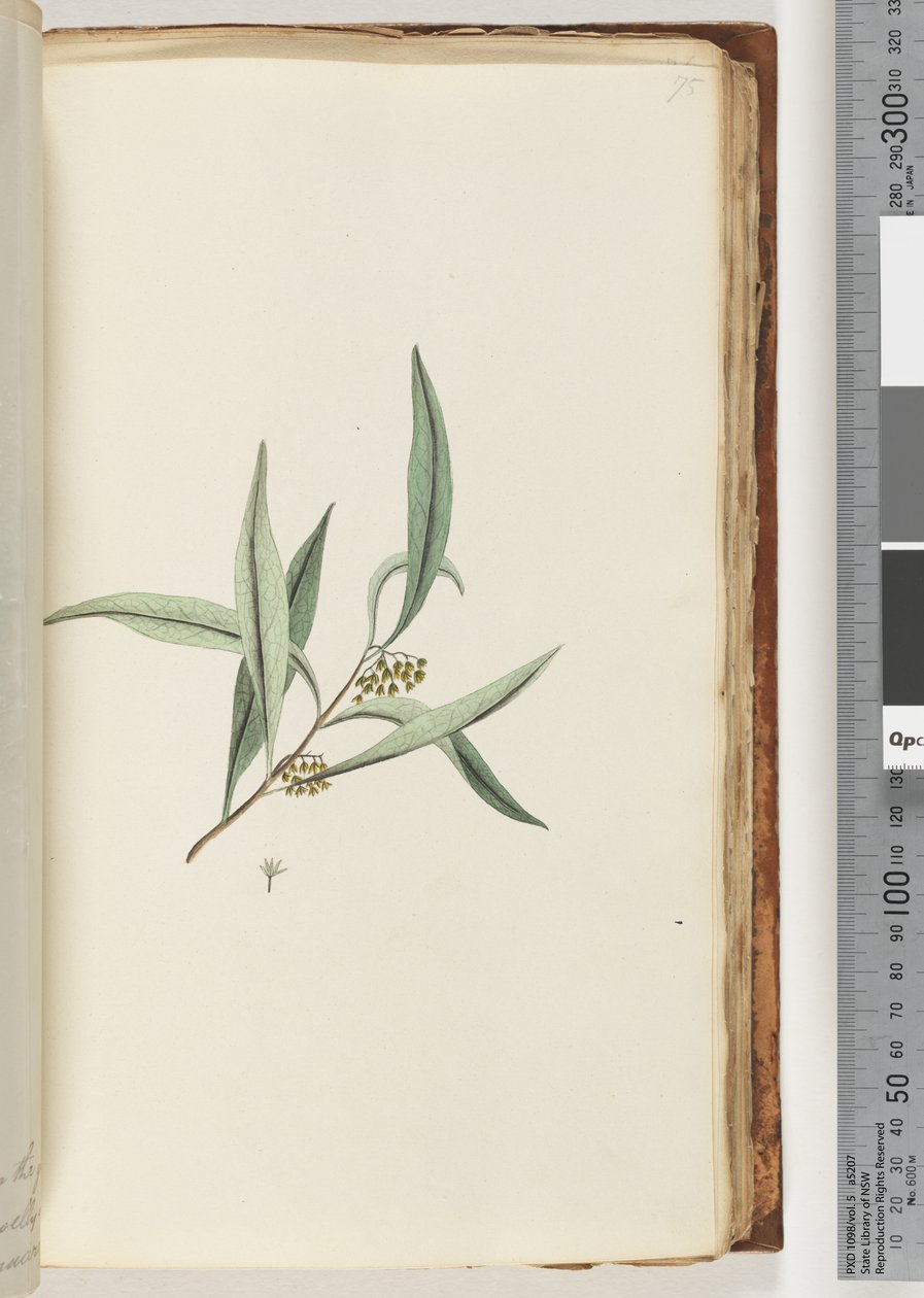 Page 75. Unidentified Plant by Unknown artist