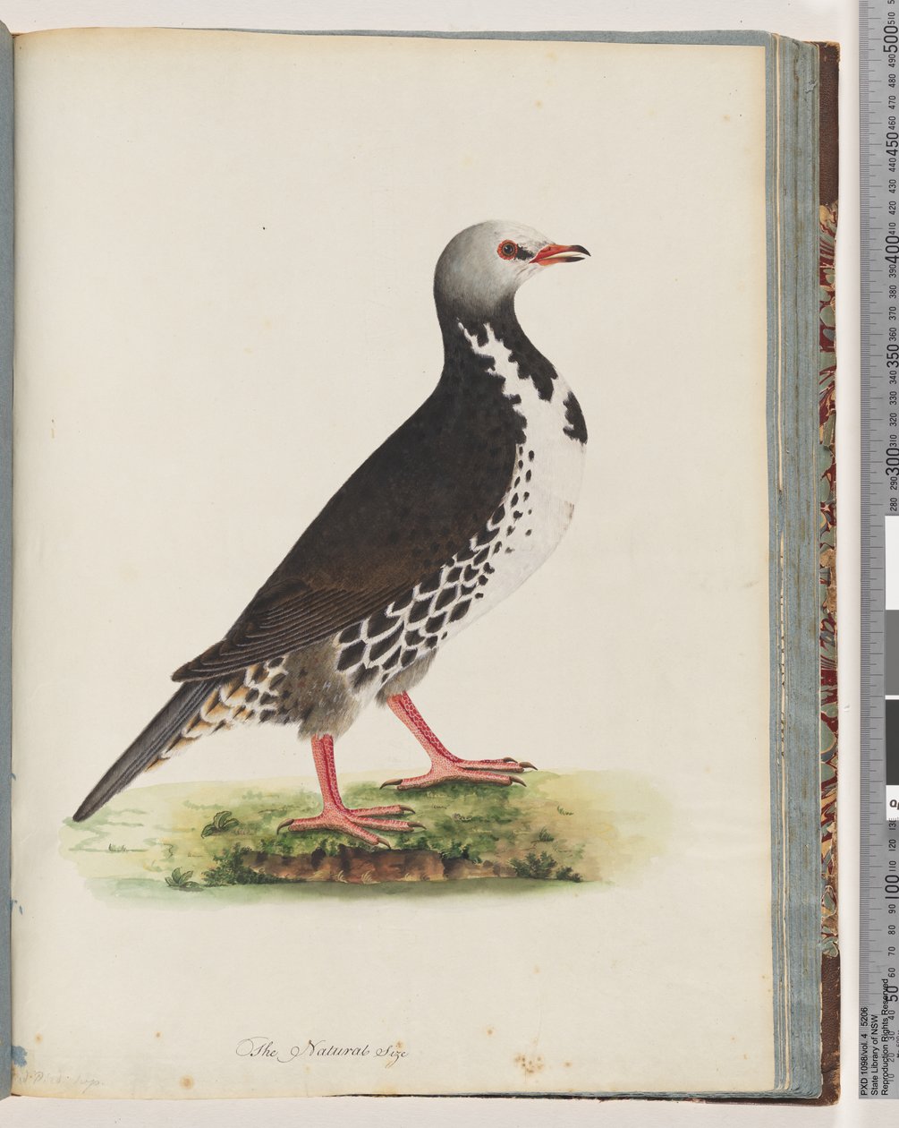 Page 76. Unidentified bird by Unknown artist