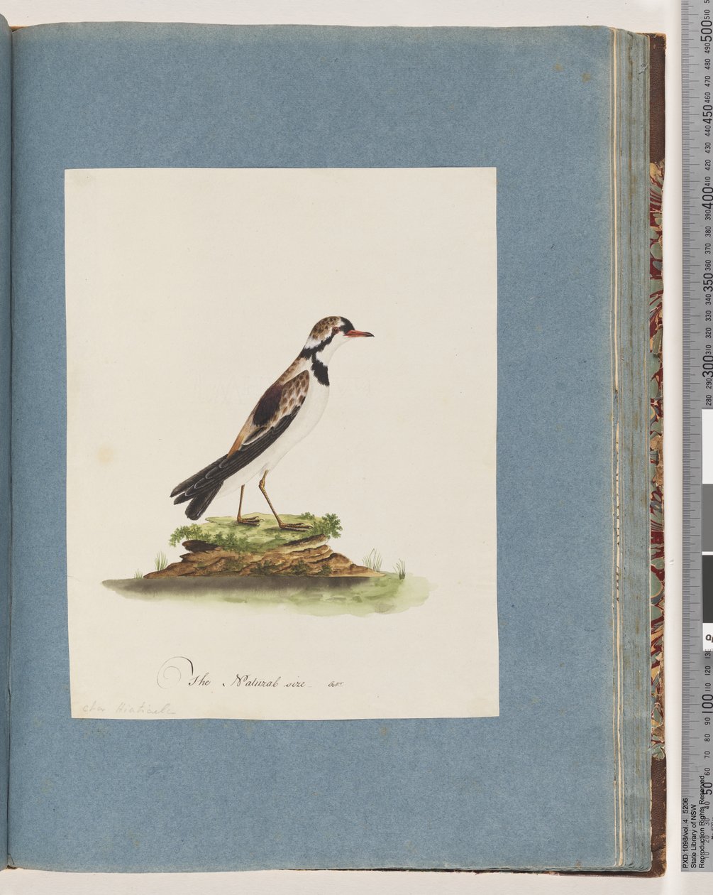 Page 79. Black-fronted Dotterel by Unknown artist