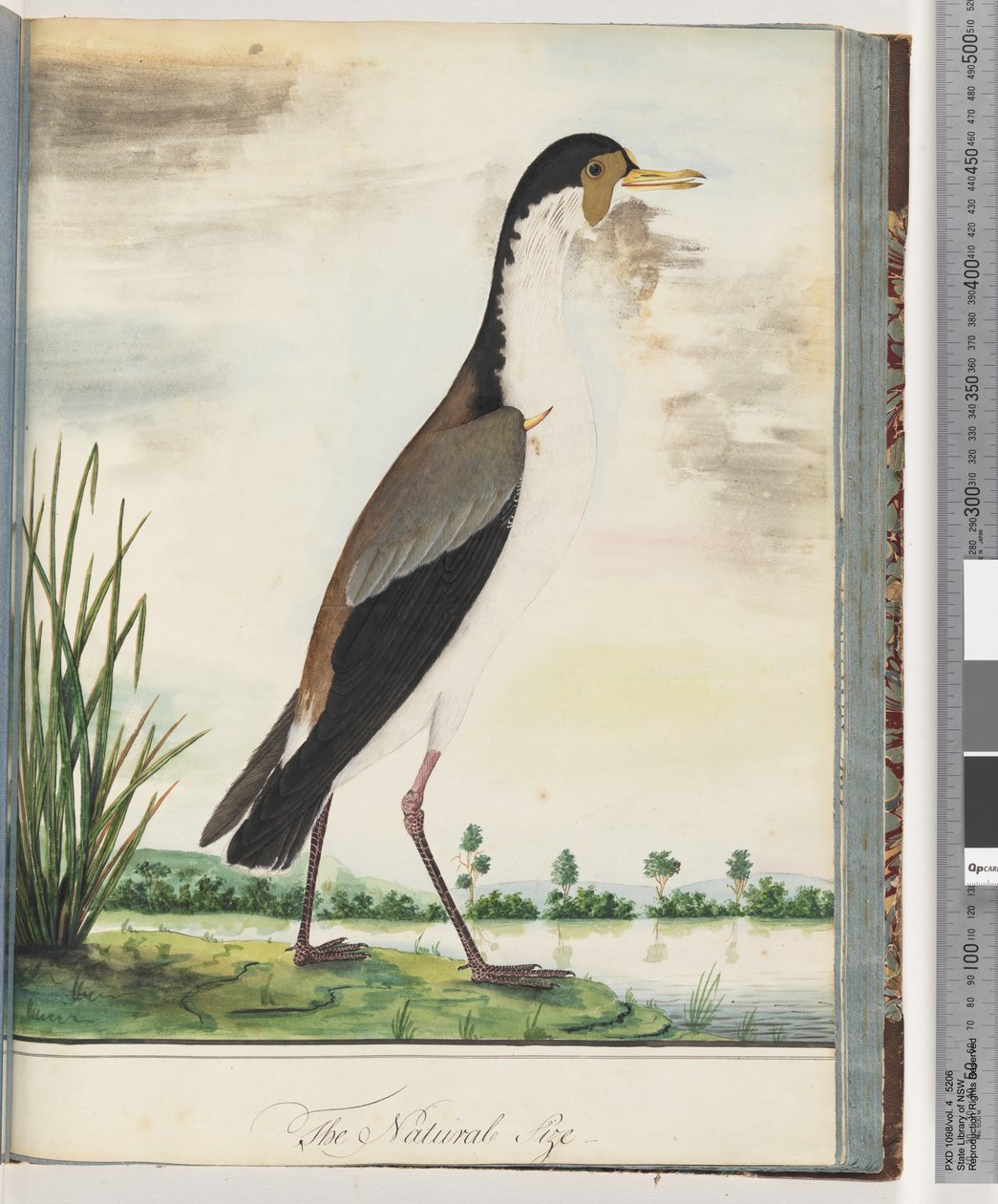 Masked Lapwing or Spur-winged Plover by Unknown artist