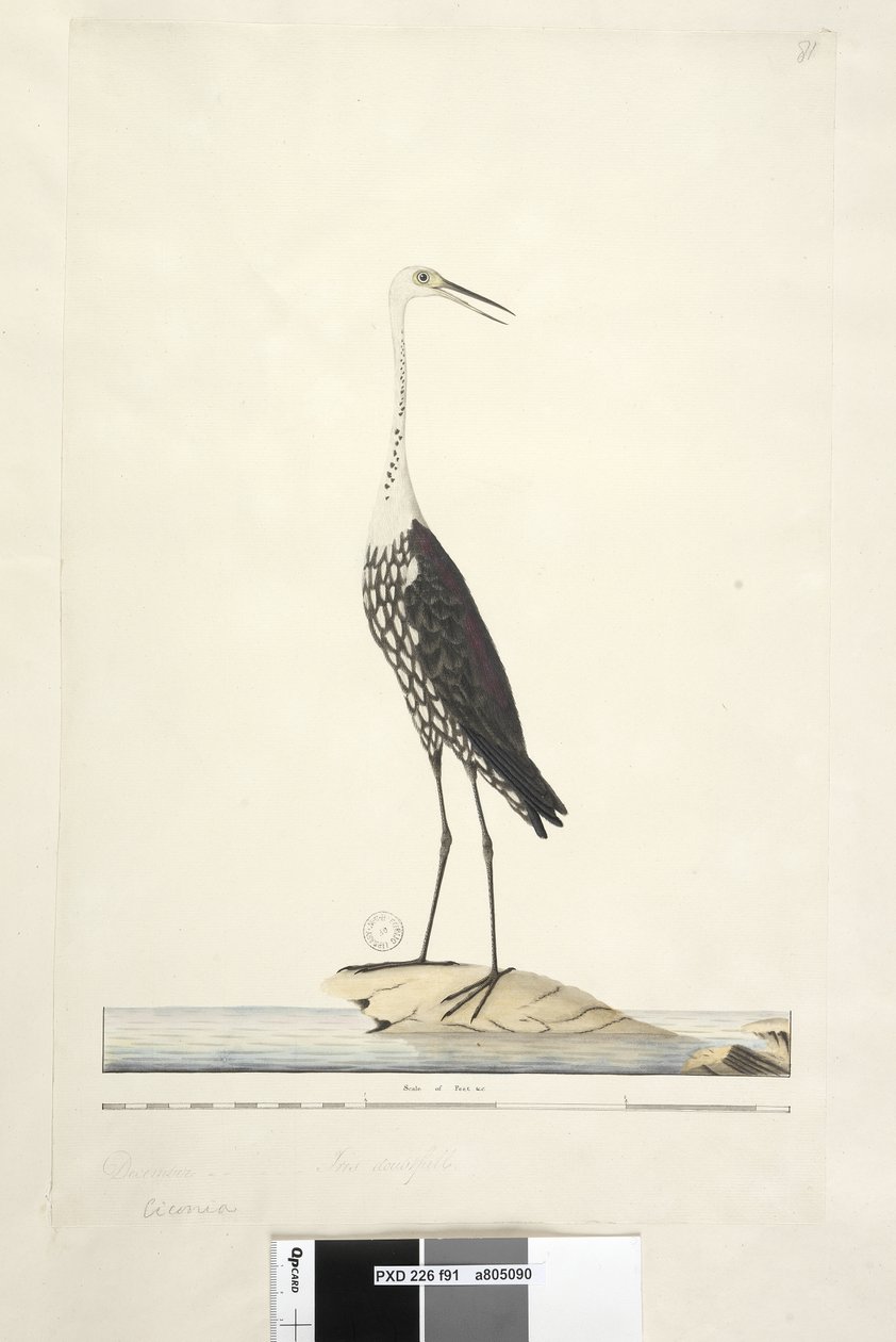 White-Necked Heron by Unknown artist