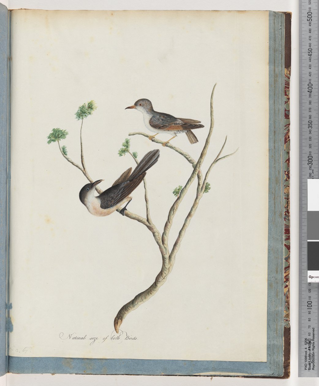 Page 94. Unidentified birds by Unknown artist