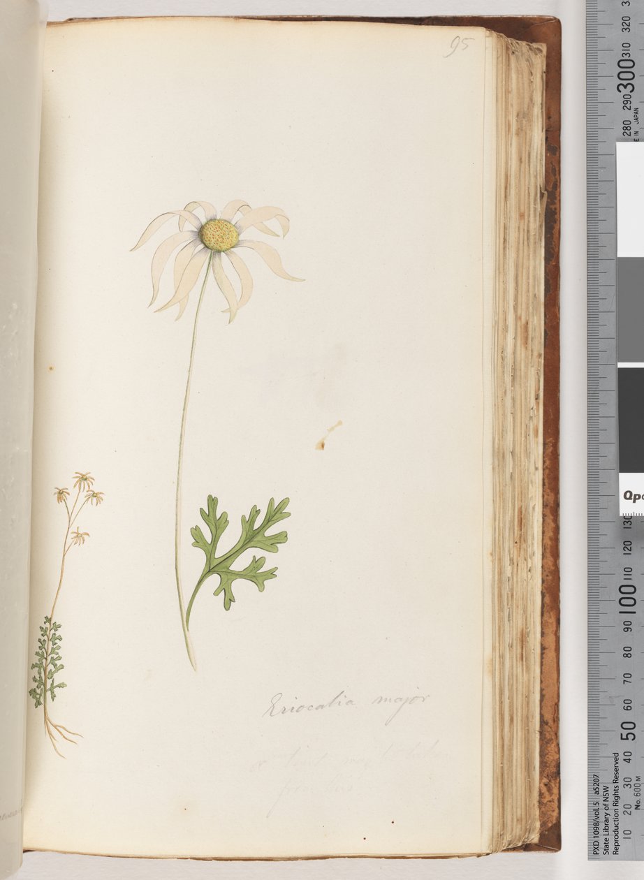 Eriocalia major by Unknown artist