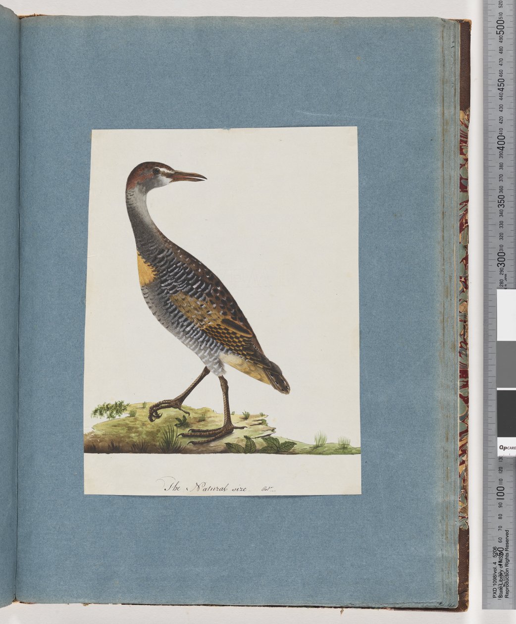 Buff-banded Rail by Unknown artist
