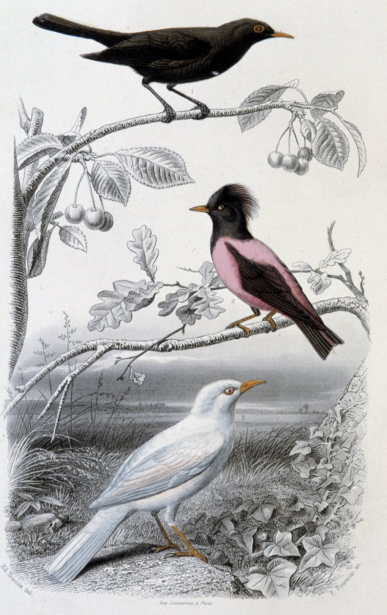 Plate of Natural History: Blackbird, White Blackbird, and Pink Blackbird - in 