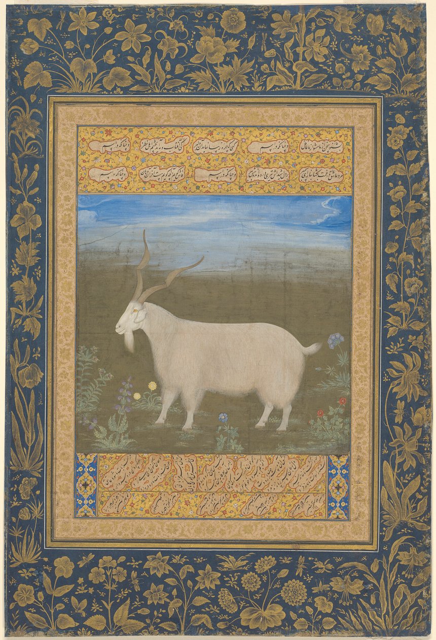 Portrait of a Ladakhi Mountain Goat by Unknown artist